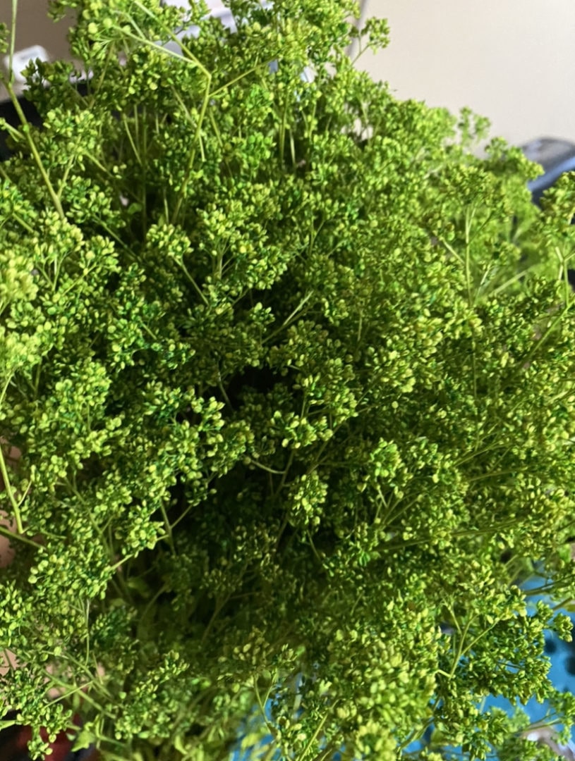 Grand Central Scenery T52 - 5"-8" Medium Birch Trees (2-Pack)