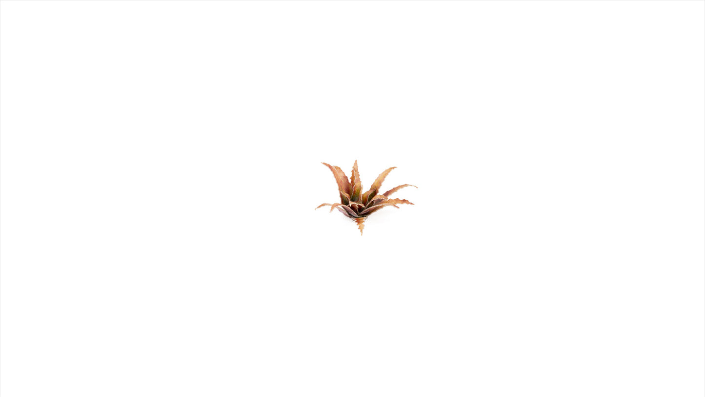 Gamers Grass GGLP-RA - Laser Plants - Red Aloe