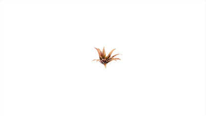 Gamers Grass GGLP-RA - Laser Plants - Red Aloe